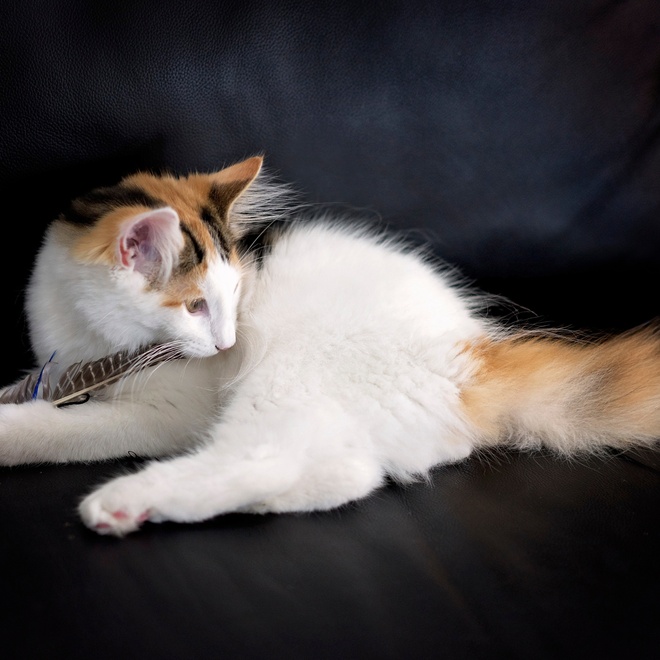 Eine Norwegische Katze liegt auf einer Couch
