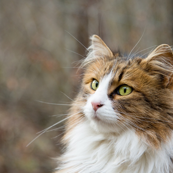Porträt einer Norwegische Katze in der Natur