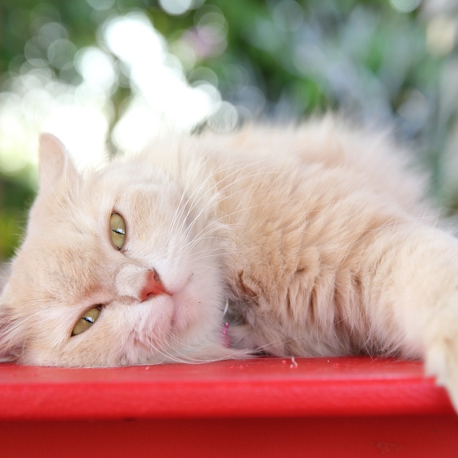 A beige Persian lying outside