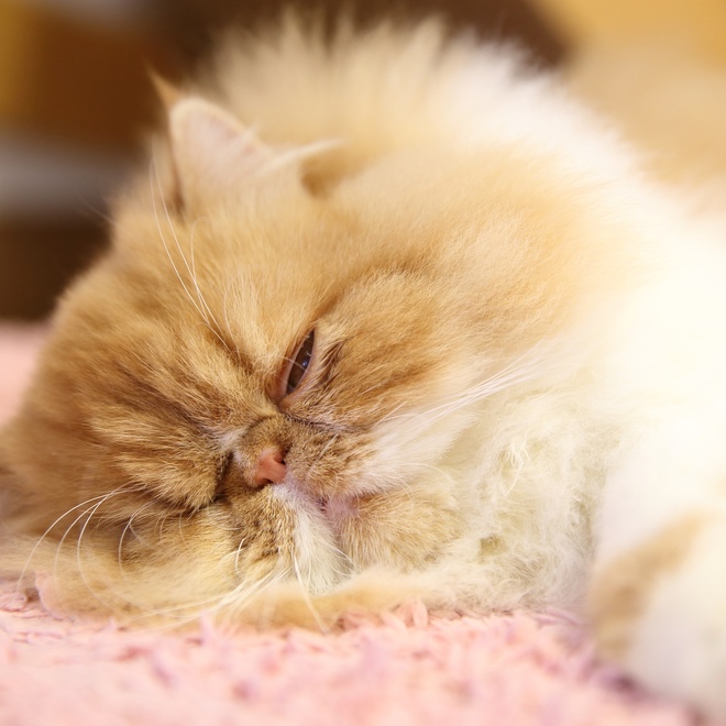 A beige Persian sleeping on a rug