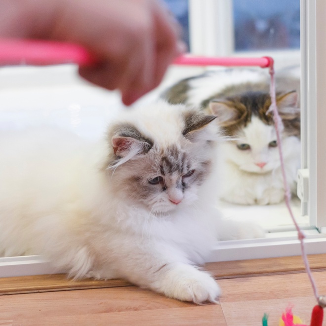 A white persian playing with a human