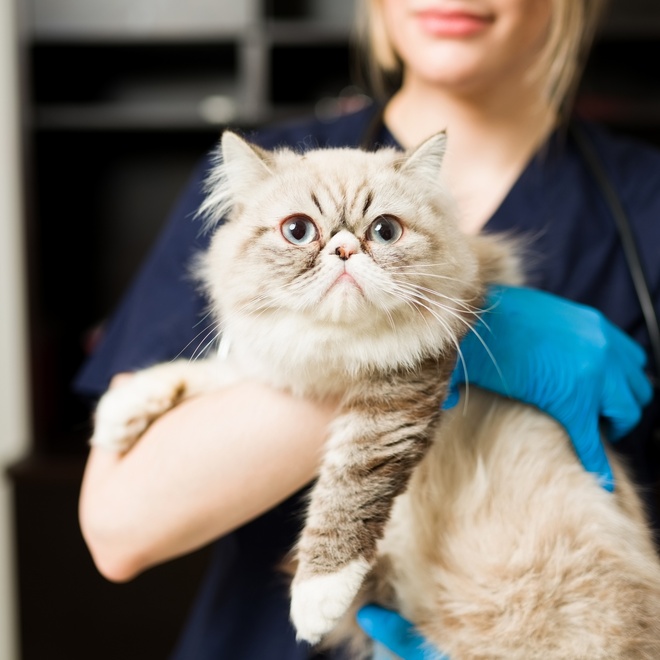 A Persian in the arms of a vet