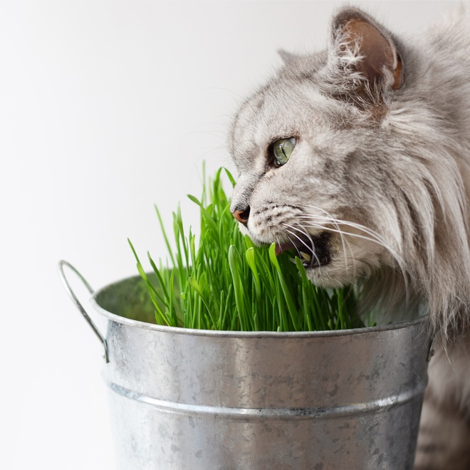 A Persian eating a bowl of grass