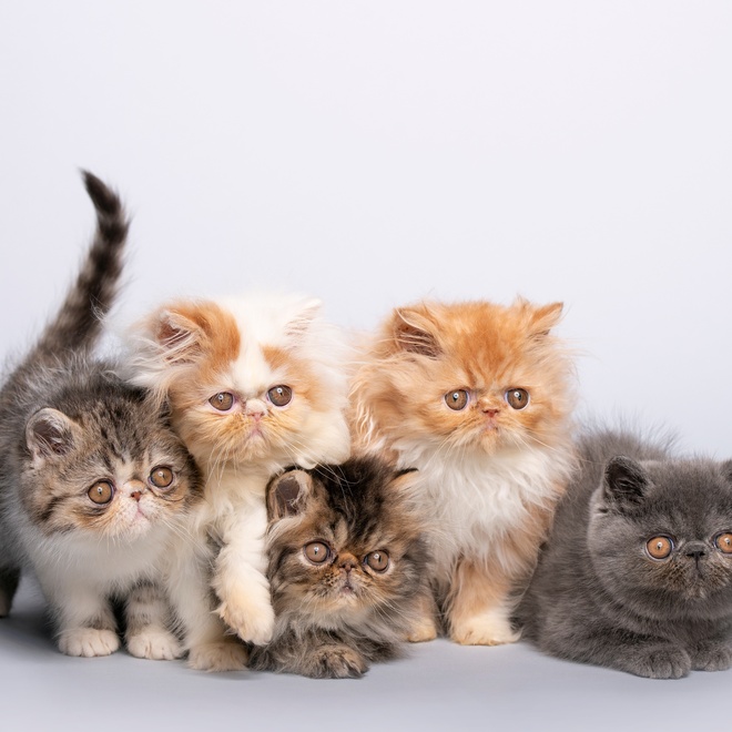 Several Persian cats together