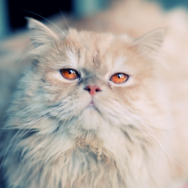 A cream Persian who looks up at you