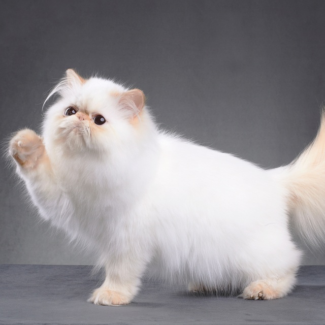 Un chat persan blanc