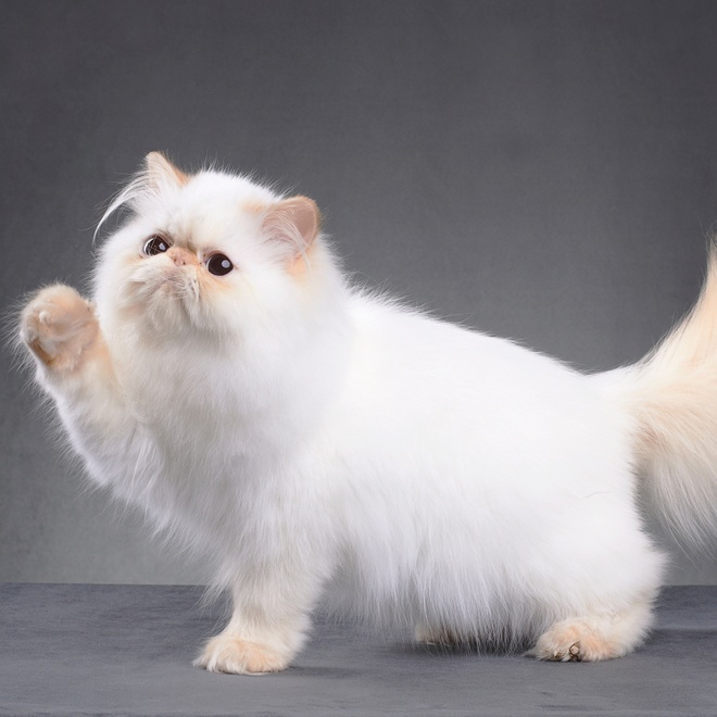 A white persian cat