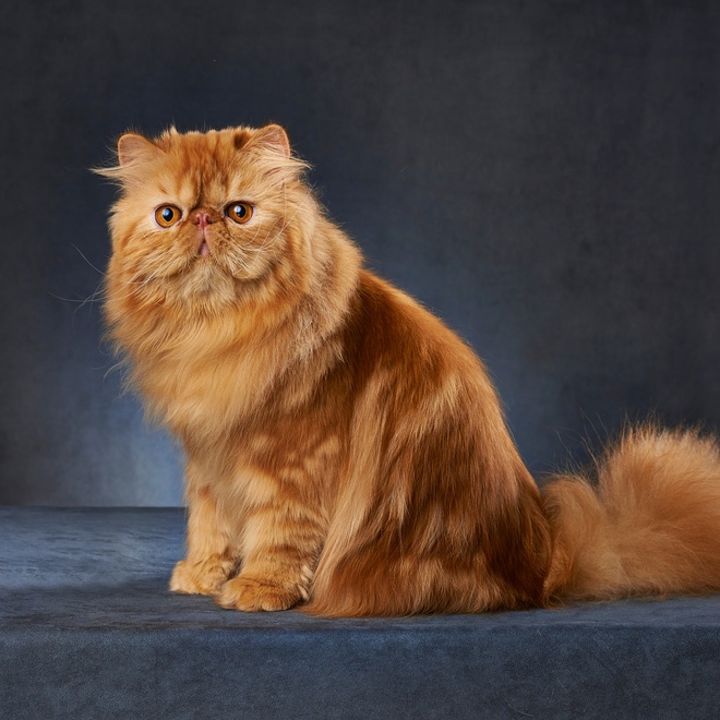 A Portrait of a beautiful orange persian cat