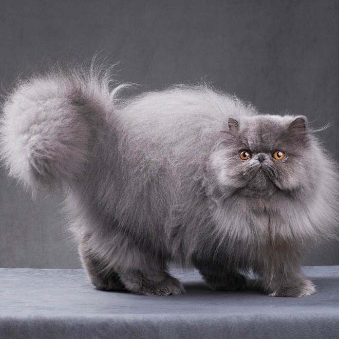 A grey persian cat standing
