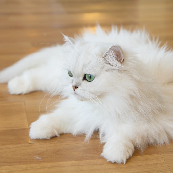 A white Persian with long hair