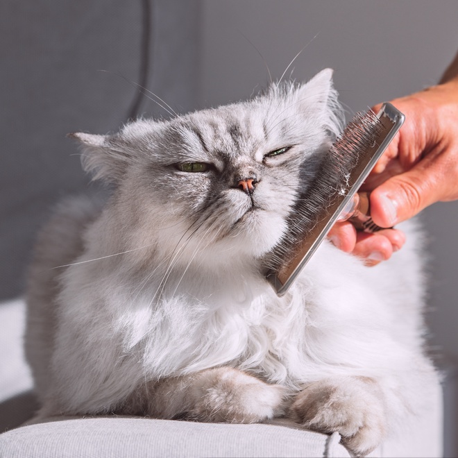 A white and grey persian being groomed
