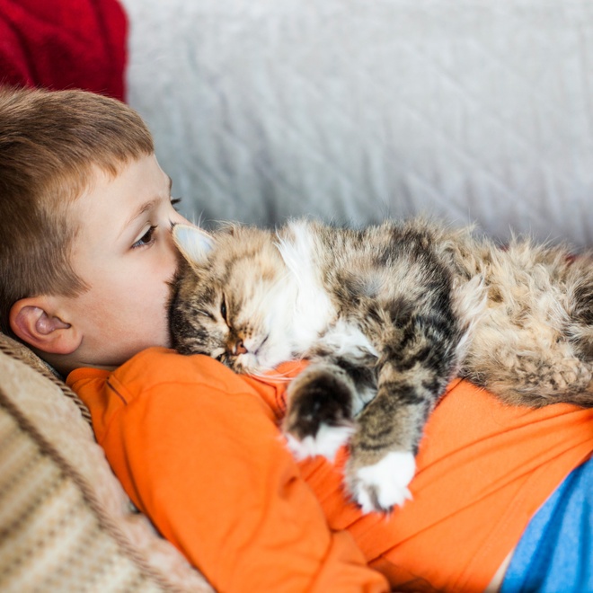 A Persian sleeping on a kid
