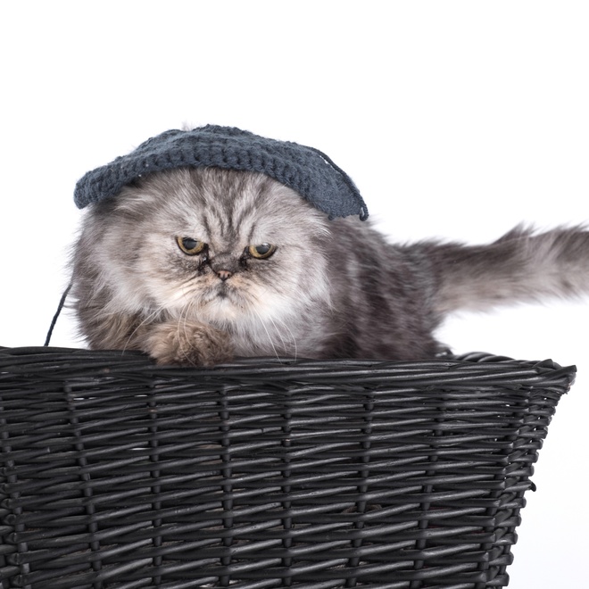 A grey Persian in a basket