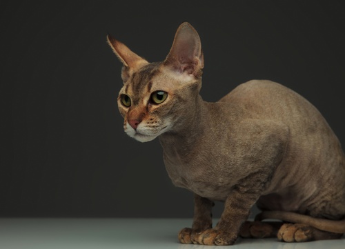A sitting Peterbald