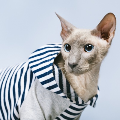 un peterbald avec un gilet marinière