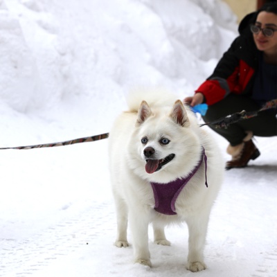 A Pomsky in the snow
