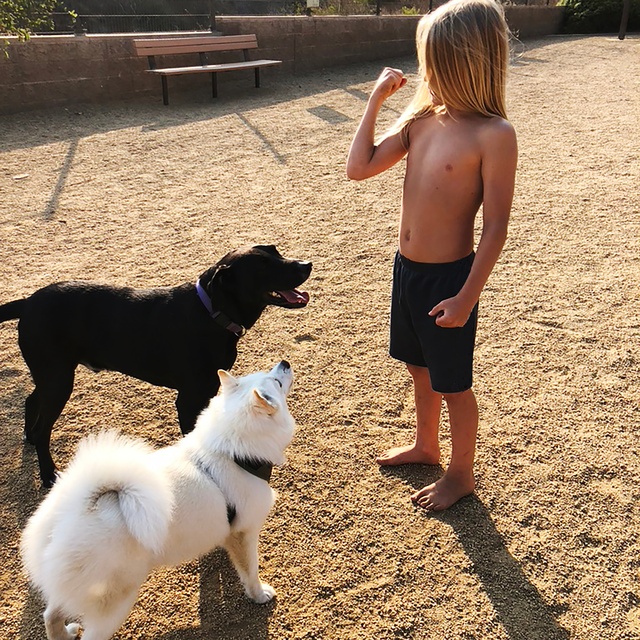 A child training two dogs, including a Pomsky