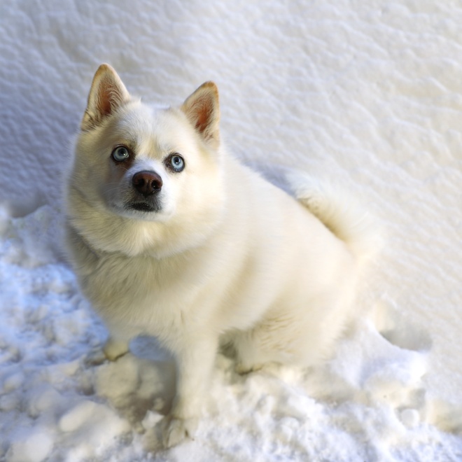 A white Pomsky sitting in the snow