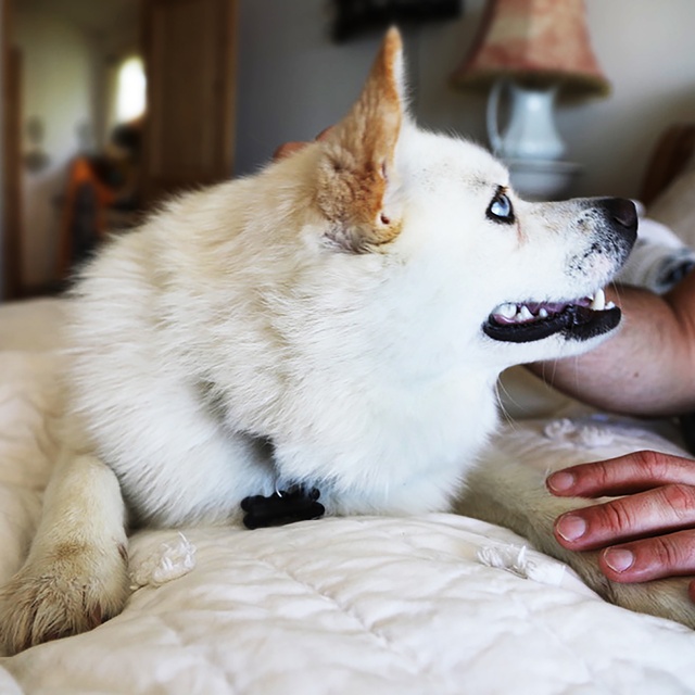 A white Pomsky with his owner