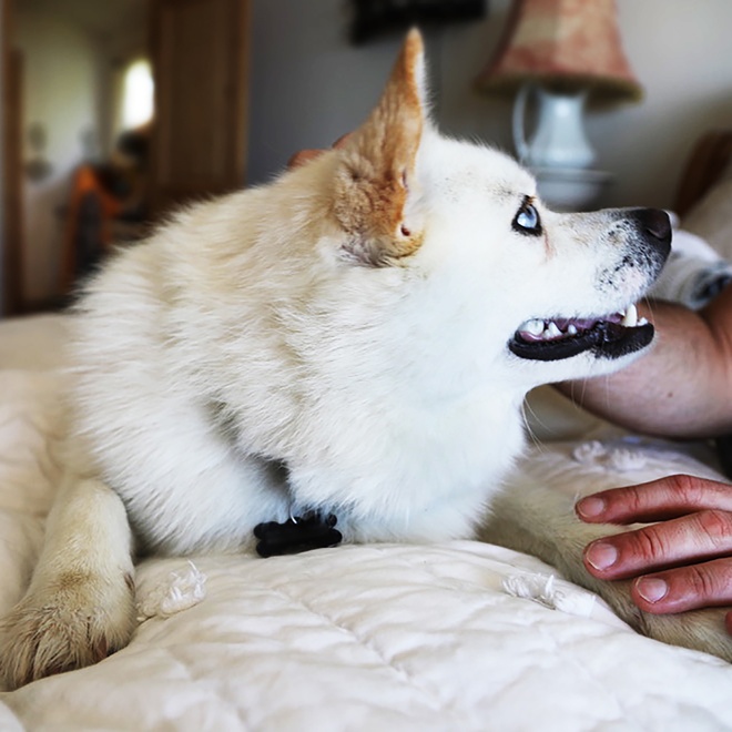A white Pomsky with his owner