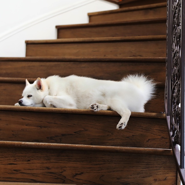 A white Pomsky lying on a staircase
