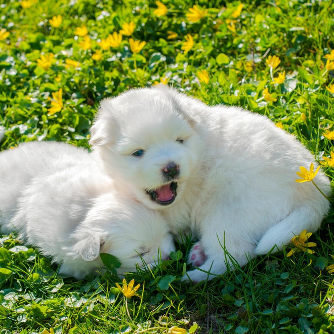 Two Pomsky puppies playing in the grass