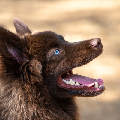 Profile of a brown Pomsky