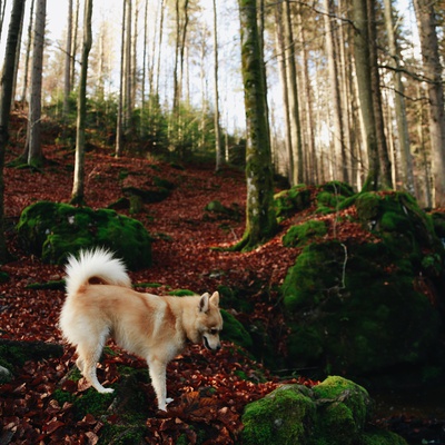 A Pomsky in the forest in autumn