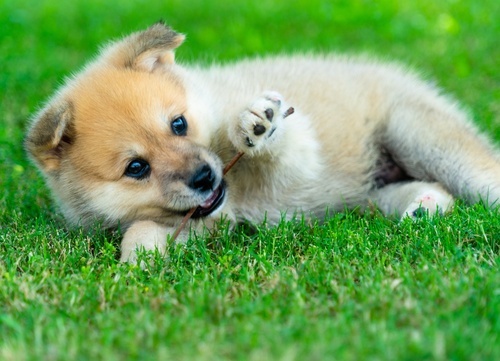 Cute baby Pomsky lying on the grass