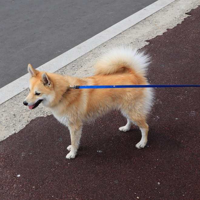 A Pomsky on a leash