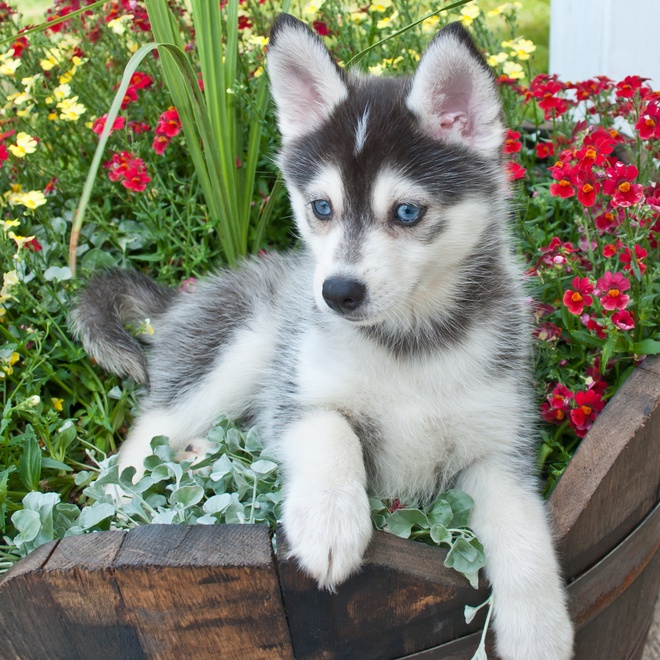 A Pomsky puppy lying in flowers