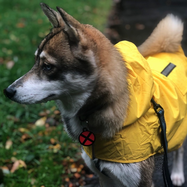 A Pomsky in a yellow coat