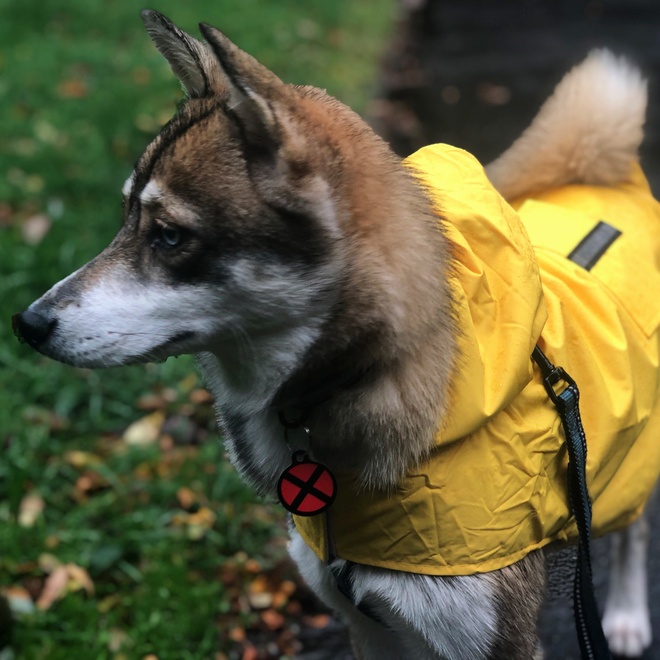 A Pomsky in a yellow coat