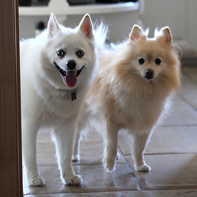 A Pomsky and a Pomeranian side by side