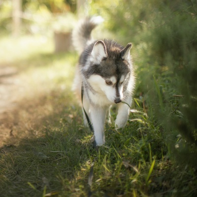 A Pomsky running through the grass
