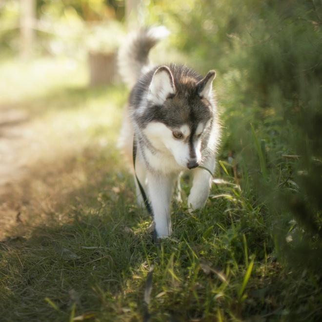 A Pomsky running through the grass