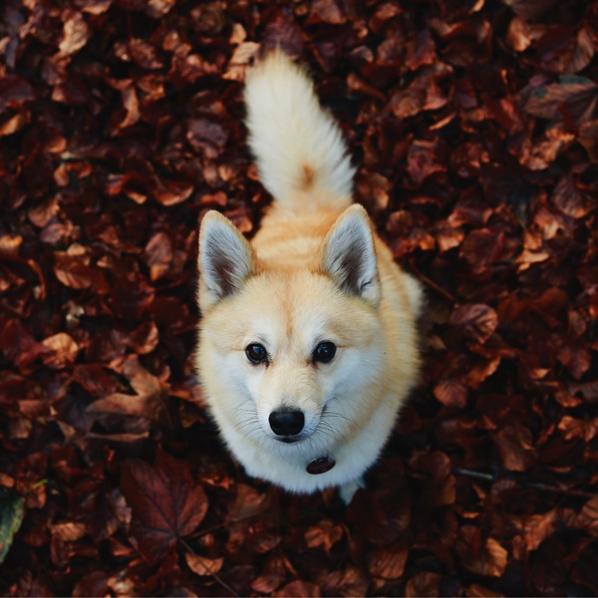 A Pomsky amidst red leaves