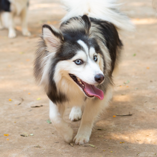A two-color Pomsky walking
