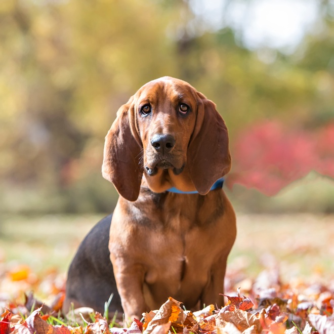 Ein Beagle-Harrier streckt seine Zunge heraus