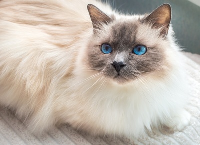 Eine Birma Katze liegt auf einem Tisch