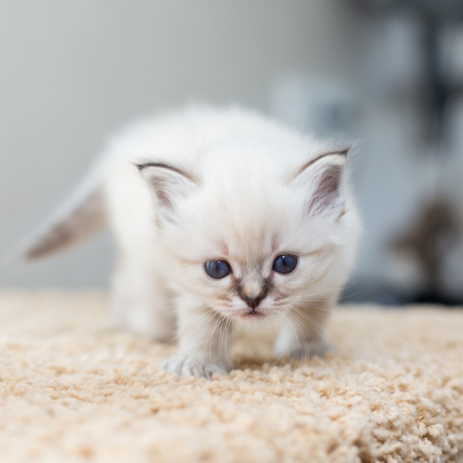 A white Sacred Birman kitten