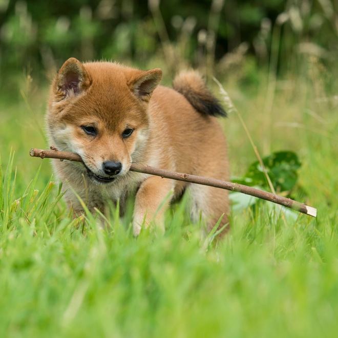 A Shiba Inu puppy with a wooden branch
