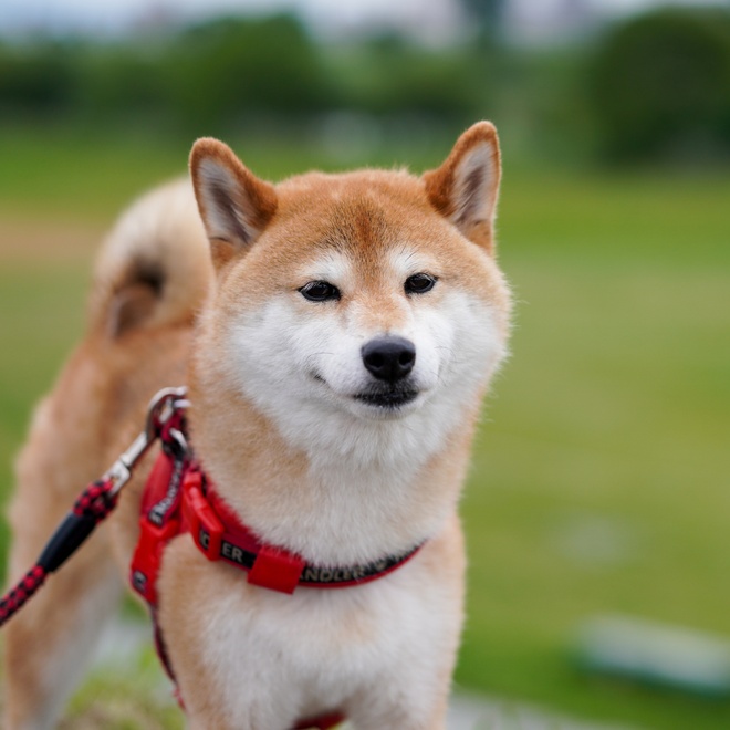 A Shiba Inu with his red harness