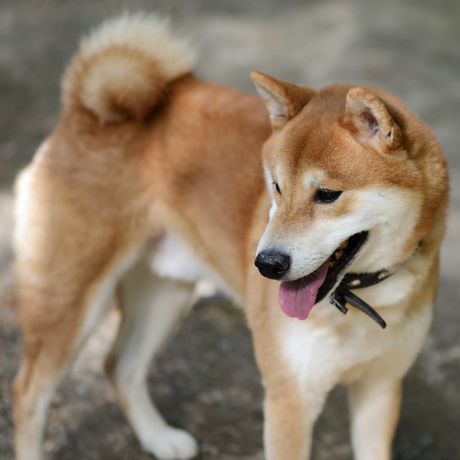 A standing Shiba Inu