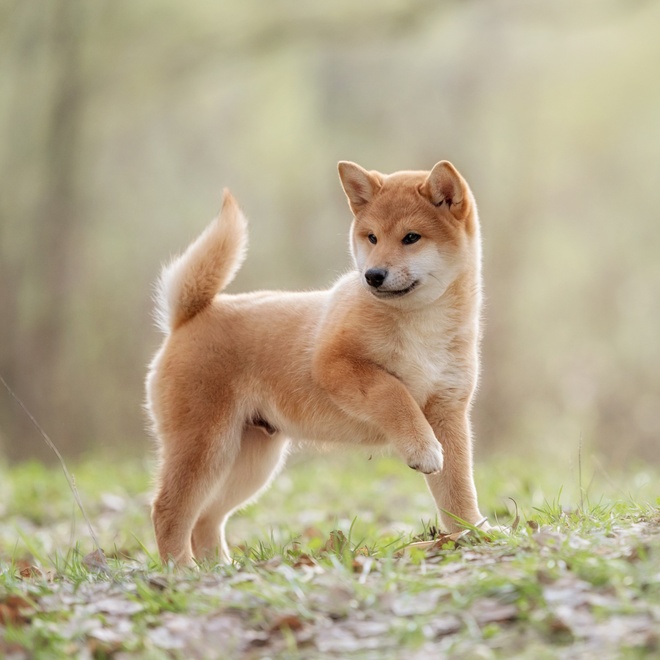 A Shiba Inu puppy outdoors