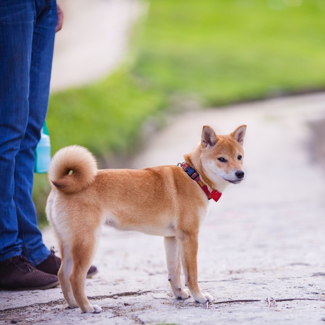 A Shiba Inu on a walk with his owner