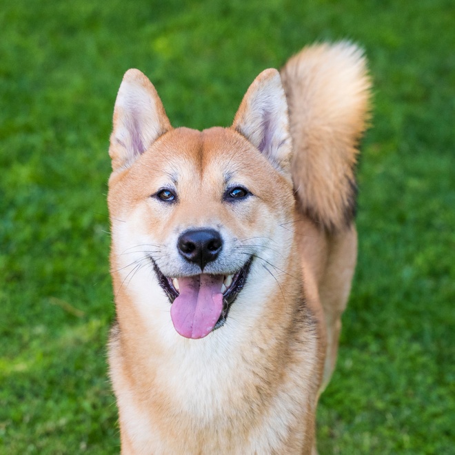 Portrait of a smiling Shiba Inu