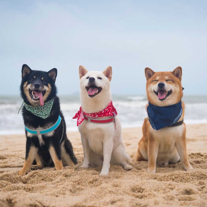 Three Shiba Inu at the beach