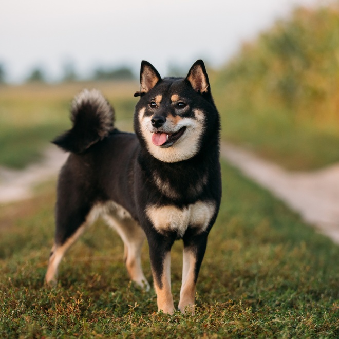 A black Shiba Inu outside