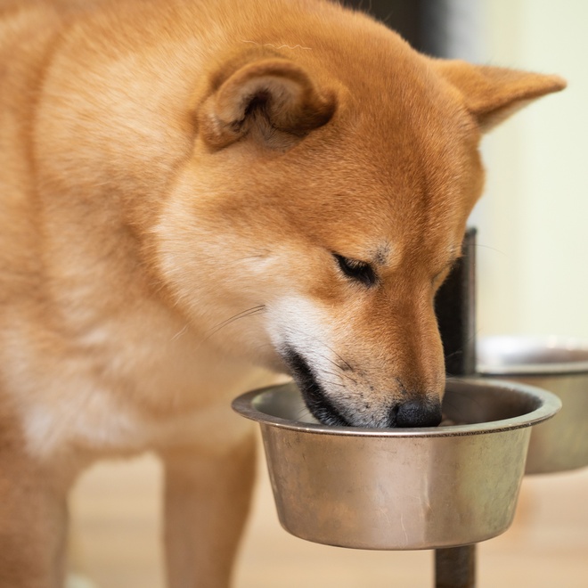 A Shiba Inu eating from his bowl